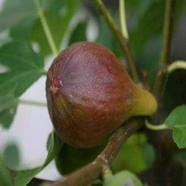 Fig Fruit Plant (Hybrid & Grafting) Pack Of-1