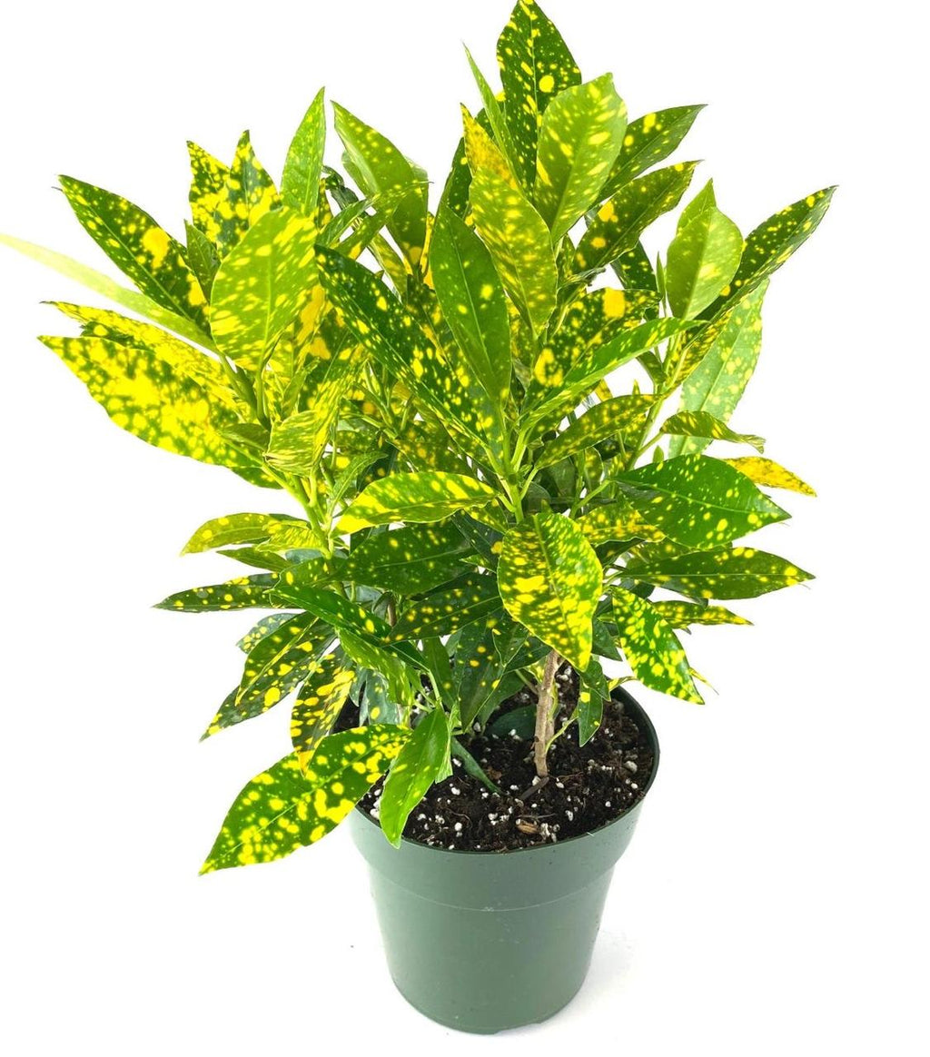 Gold Dust Croton Plant (Pack Of-1 )