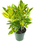 Gold Dust Croton Plant (Pack Of-1 )
