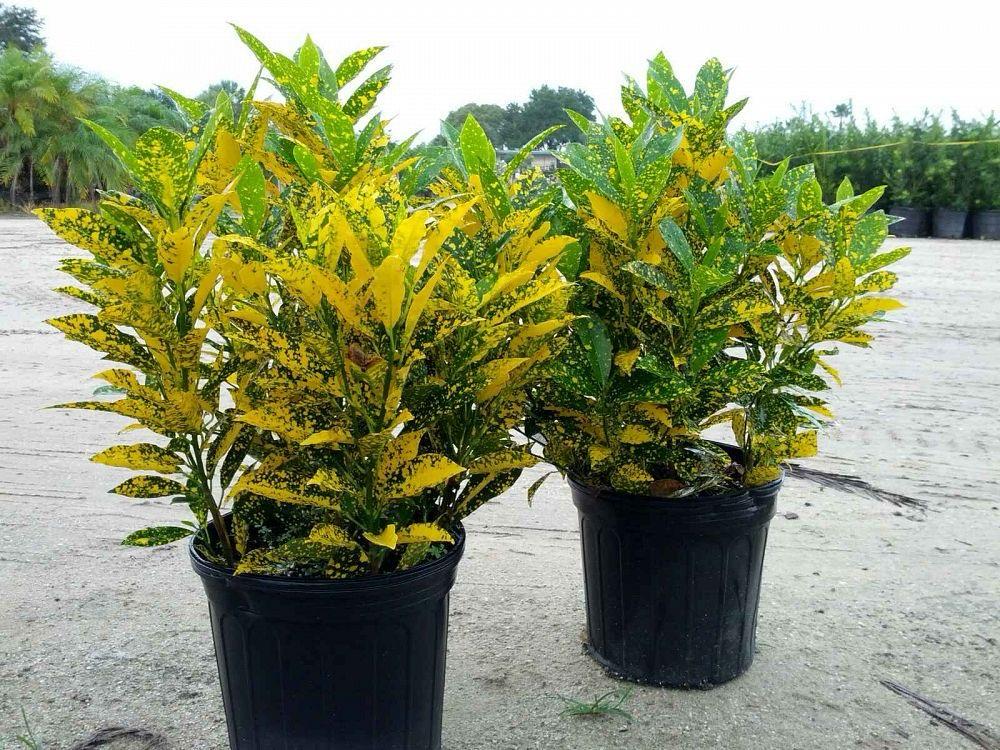 Gold Dust Croton Plant (Pack Of-1 )