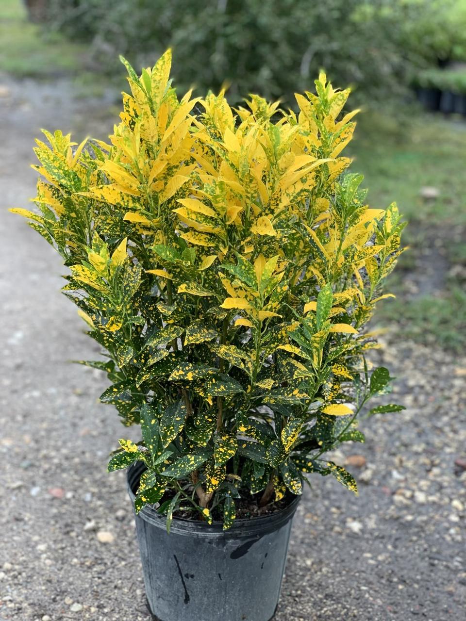 Gold Dust Croton Plant (Pack Of-1 )