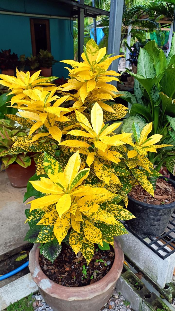 Gold Dust Croton Plant (Pack Of-1 )