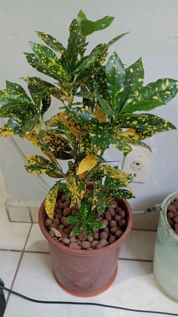 Gold Dust Croton Plant (Pack Of-1 )