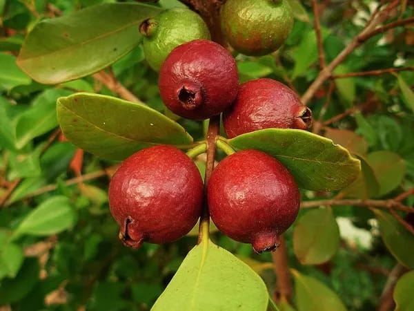 Hybrid Strawberry Guava Grafting Plant (Pack Of-1)