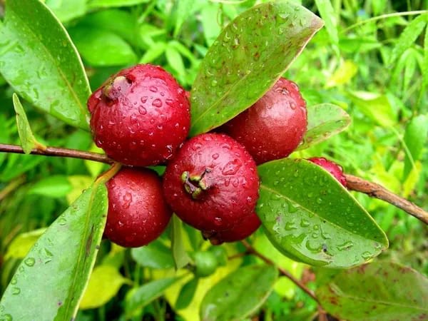 Hybrid Strawberry Guava Grafting Plant (Pack Of-1)