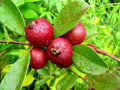 Hybrid Strawberry Guava Grafting Plant (Pack Of-1)