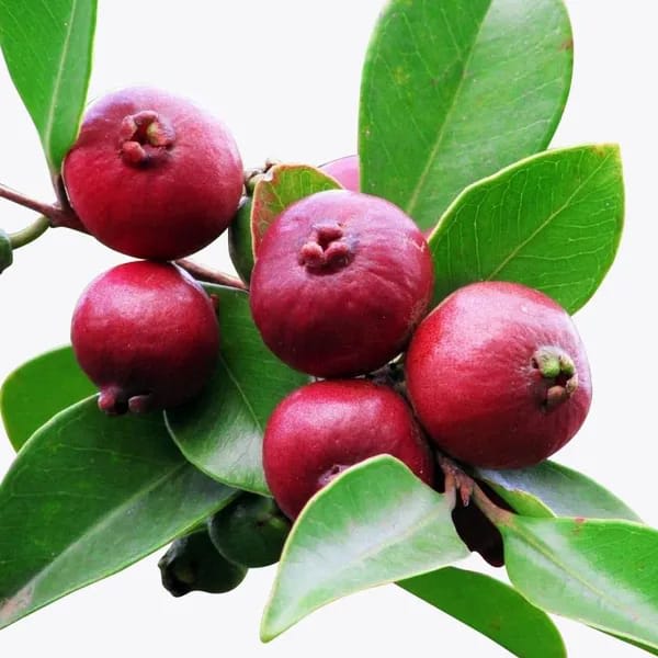 Hybrid Strawberry Guava Grafting Plant (Pack Of-1)