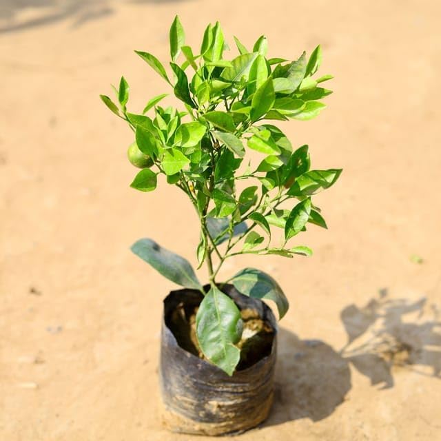 Hybrid Chataki Orange 🍊🍊🍊 Grafting Fruit Plant (Pack Of-1 )