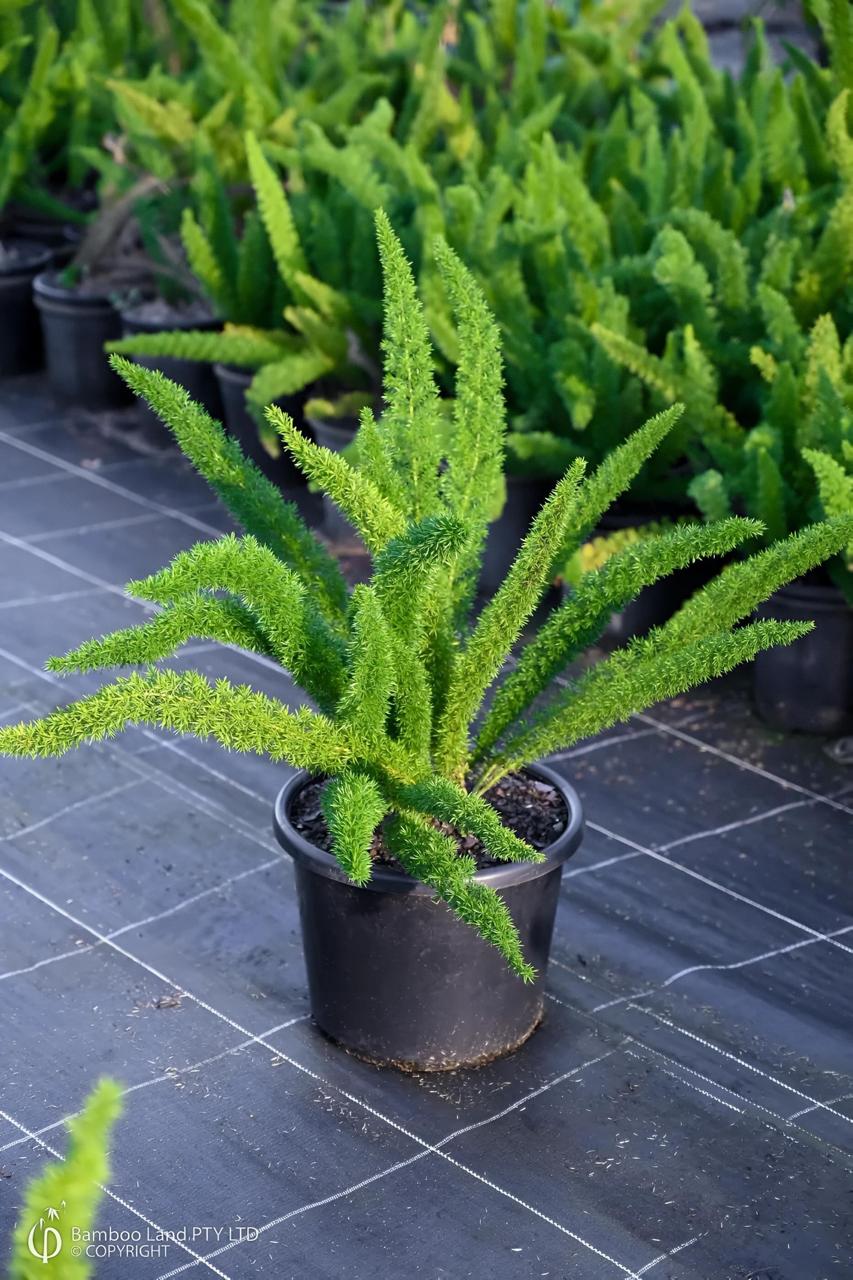 Hybrid Asparagus Plant (Pack Of-1 )