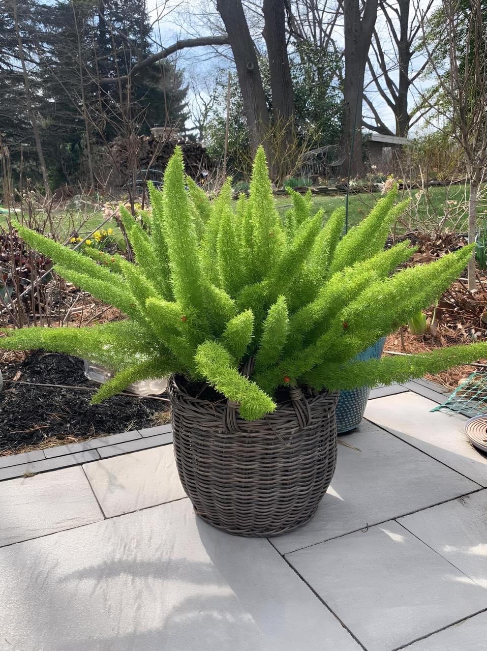 Hybrid Asparagus Plant (Pack Of-1 )