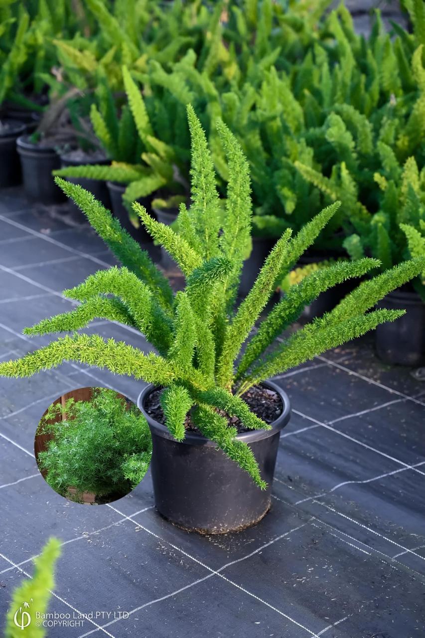 Hybrid Asparagus Plant (Pack Of-1 )