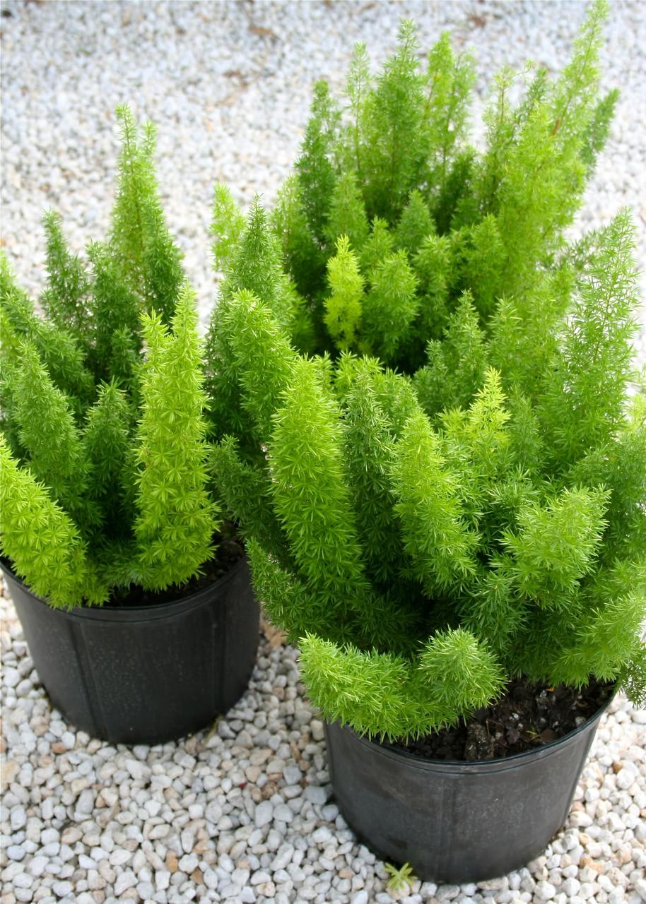 Hybrid Asparagus Plant (Pack Of-1 )