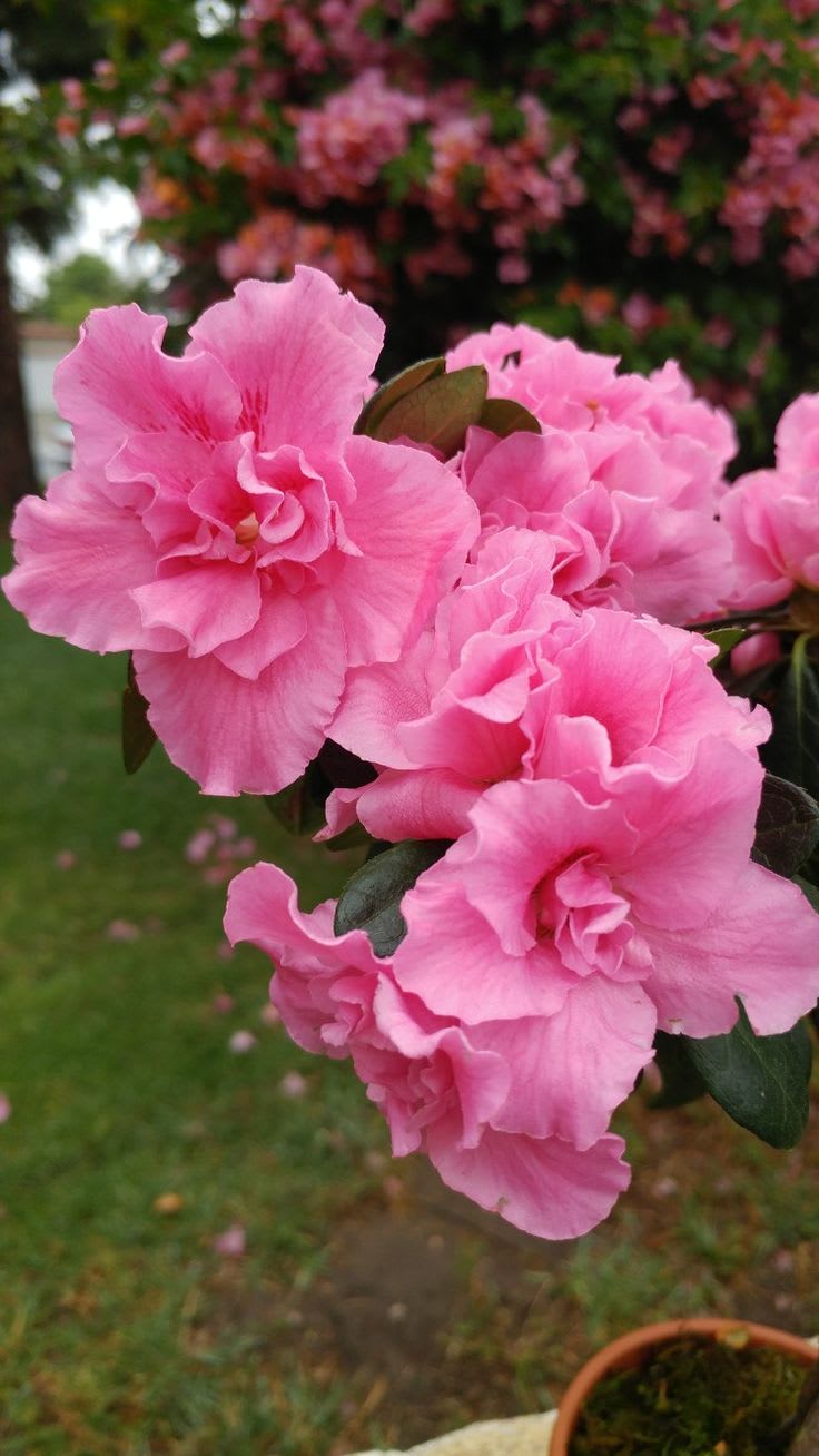 Hybrid Azalea Pink 🌷🌷🌷 Flower Plant (Pack Of-1 )