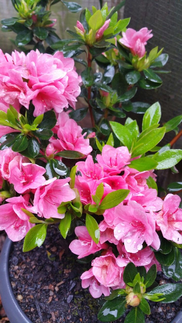 Hybrid Azalea Pink 🌷🌷🌷 Flower Plant (Pack Of-1 )