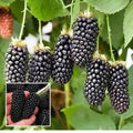 Hybrid Blackberry Fruit Plant (Pack Of-1 )