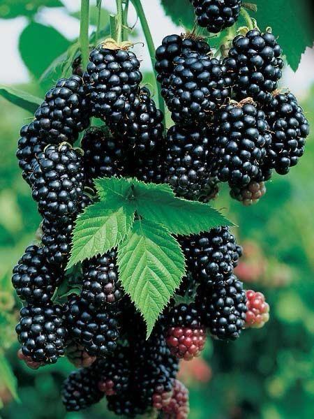 Hybrid Blackberry Fruit Plant (Pack Of-1 )
