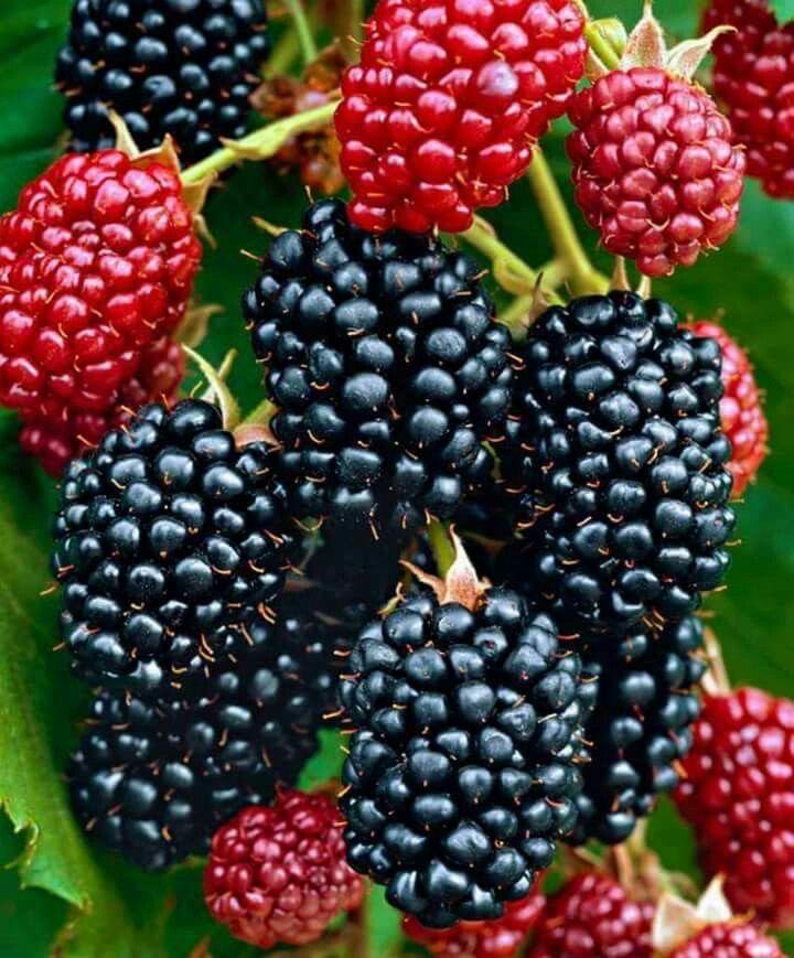 Hybrid Blackberry Fruit Plant (Pack Of-1 )