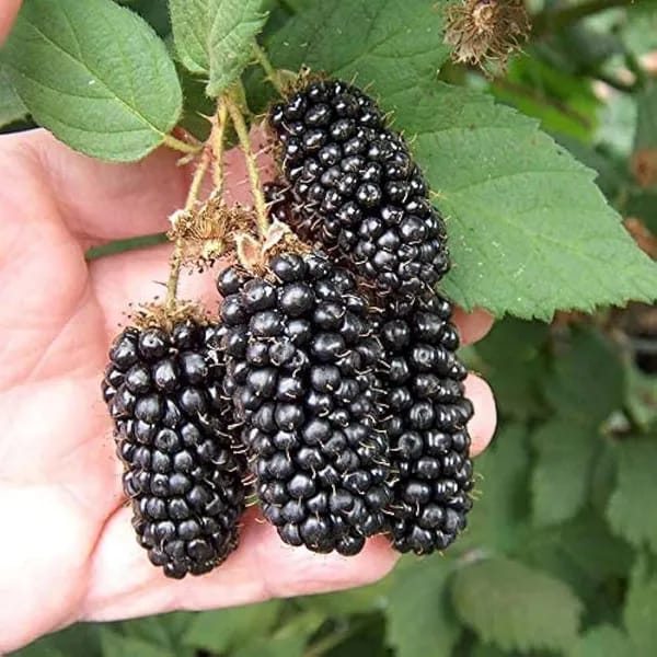 Hybrid Blackberry Fruit Plant (Pack Of-1 )