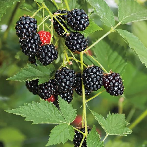 Hybrid Blackberry Fruit Plant (Pack Of-1 )