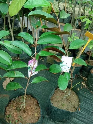 Milk Fruit Plant (Hybrid & Grafting) Pack Of-1