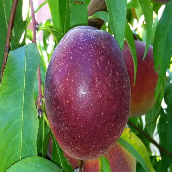 Milk Fruit Plant (Hybrid & Grafting) Pack Of-1