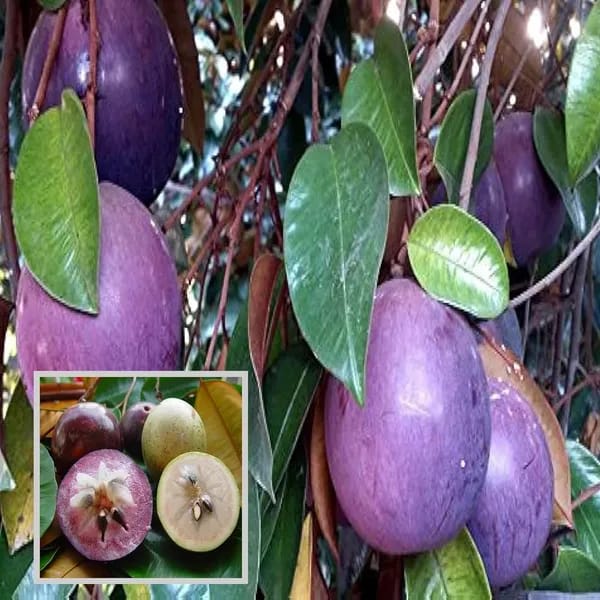 Milk Fruit Plant (Hybrid & Grafting) Pack Of-1
