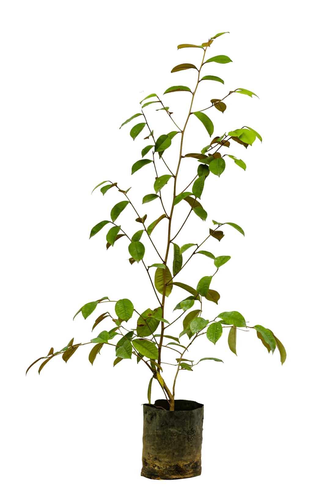 Milk Fruit Plant (Hybrid & Grafting) Pack Of-1