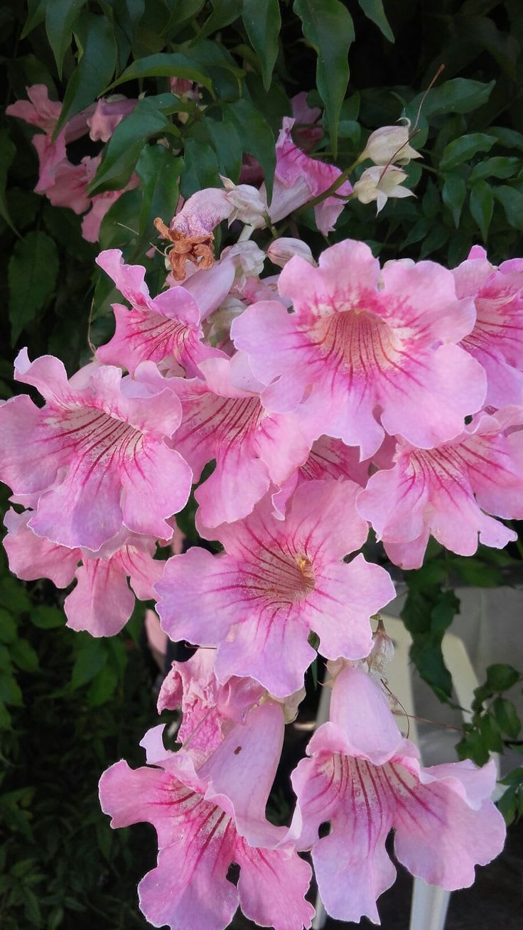 Hybrid Tecoma Pink Flower 🌸🌸🌸 Plant (Pack Of-1 )
