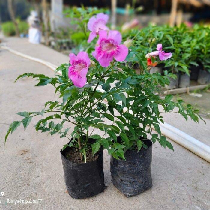 Hybrid Tecoma Pink Flower 🌸🌸🌸 Plant (Pack Of-1 )