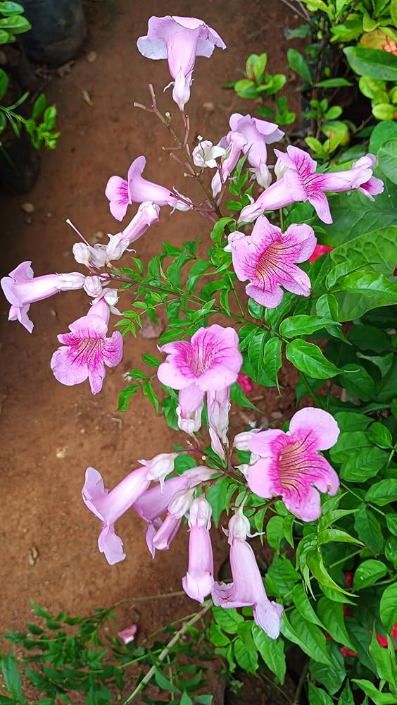 Hybrid Tecoma Pink Flower 🌸🌸🌸 Plant (Pack Of-1 )