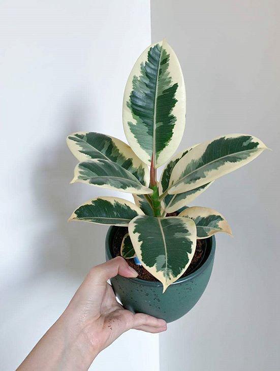 Variegated Rubber Plant (Pack Of-1 )