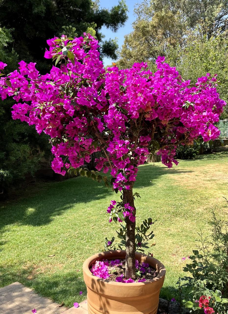 Hybrid Pink Bouganvillea Flower Plant (Pack Of-1)