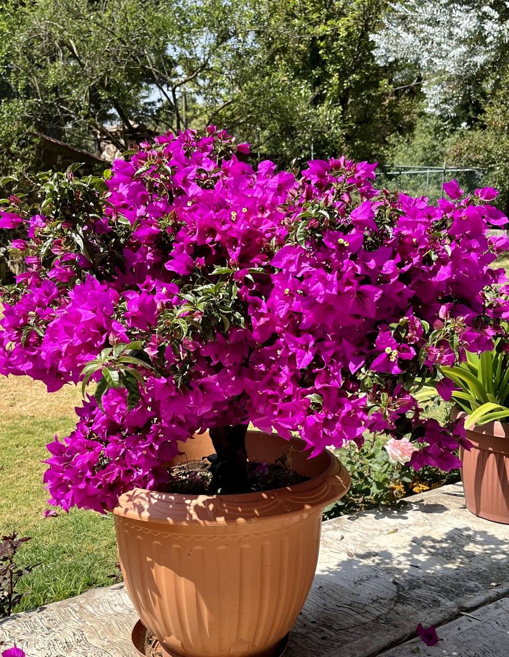 Hybrid Pink Bouganvillea Flower Plant (Pack Of-1)
