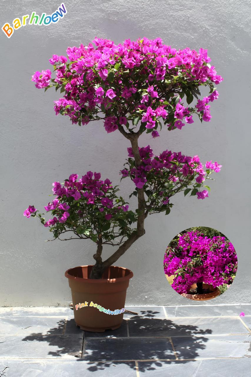 Hybrid Pink Bouganvillea Flower Plant (Pack Of-1)