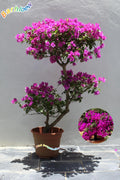 Hybrid Pink Bouganvillea Flower Plant (Pack Of-1)