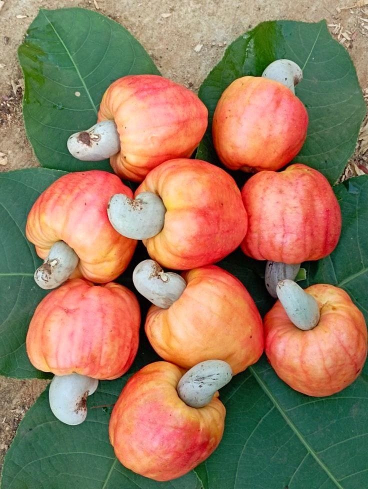 Hybrid Cashew Seedling Plant (Pack Of-1)