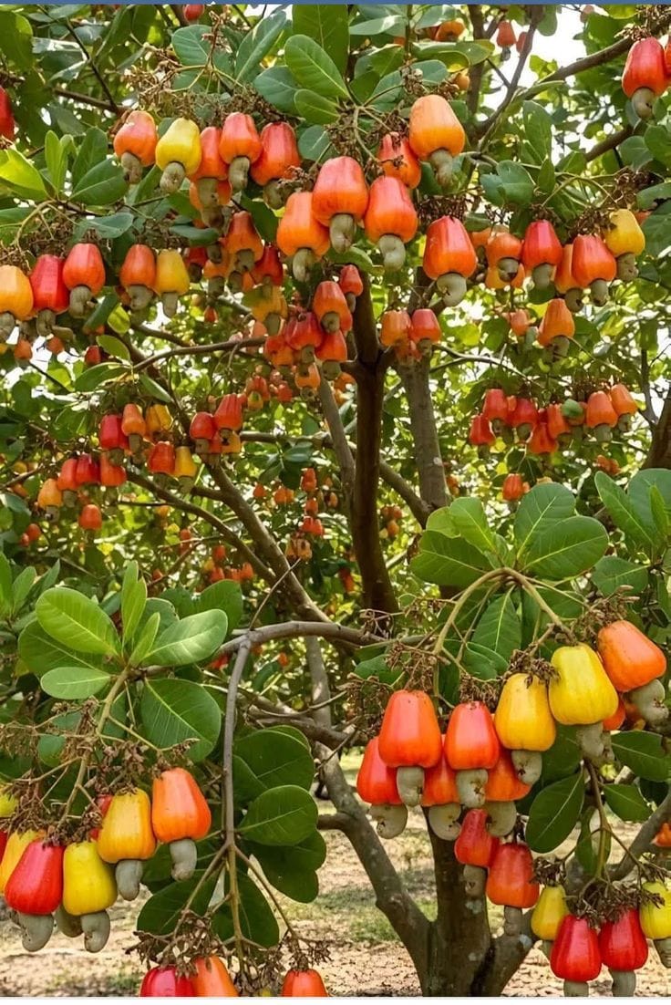 Hybrid Cashew Seedling Plant (Pack Of-1)