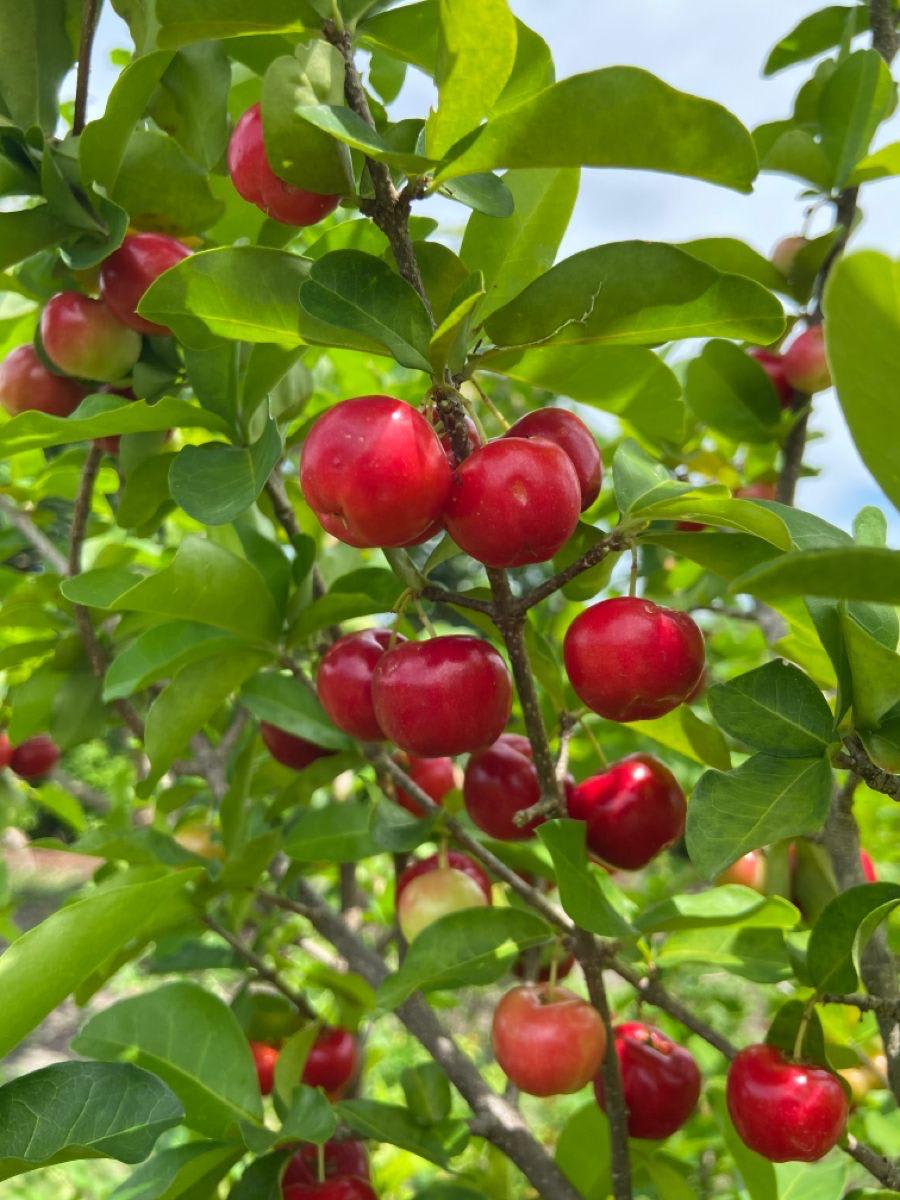 Barbados Cherry Fruit Plant (Hybrid & Grafting) Pack Of-1