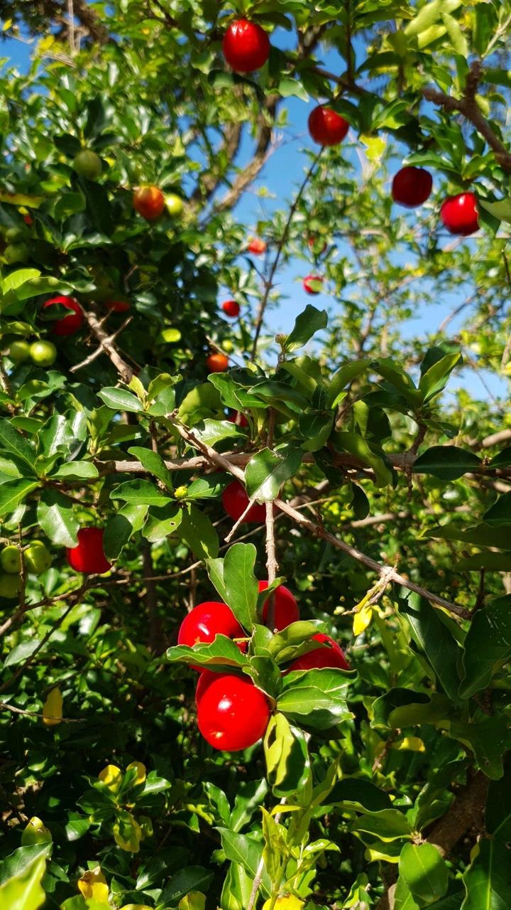 Barbados Cherry Fruit Plant (Hybrid & Grafting) Pack Of-1