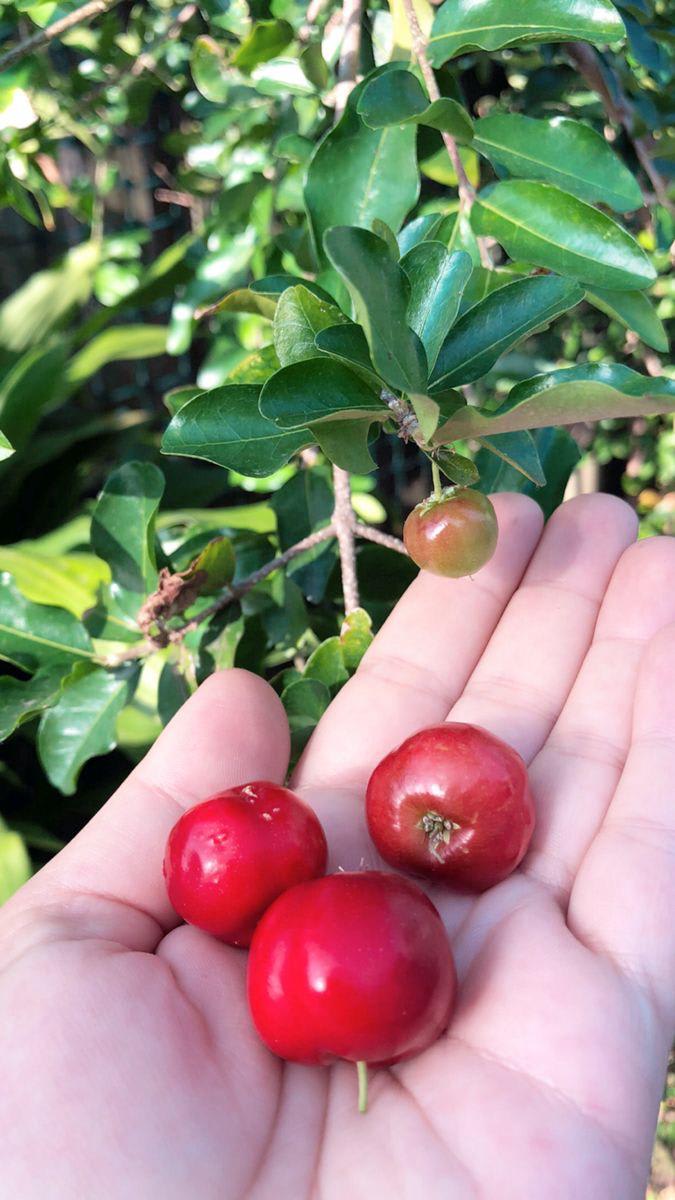 Barbados Cherry Fruit Plant (Hybrid & Grafting) Pack Of-1