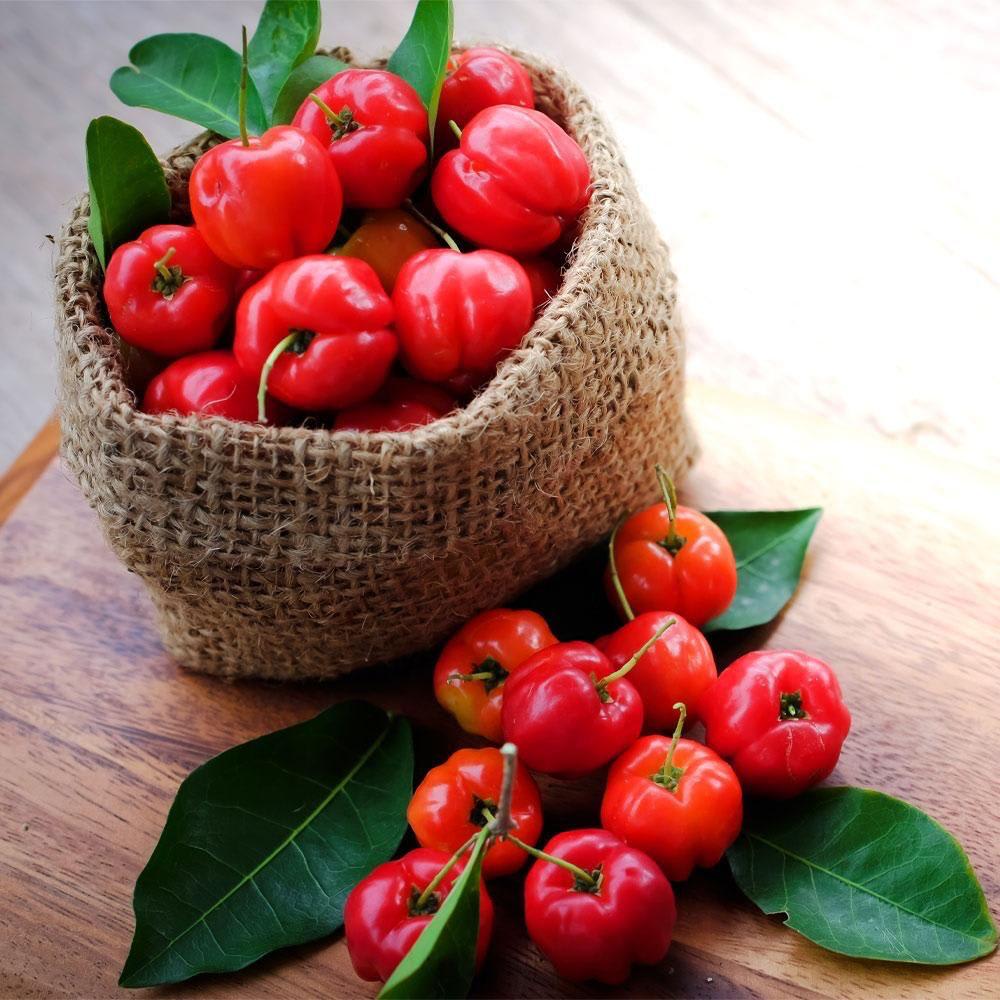 Barbados Cherry Fruit Plant (Hybrid & Grafting) Pack Of-1