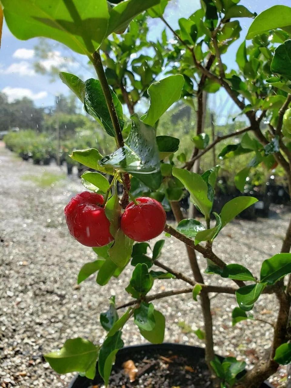 Barbados Cherry Fruit Plant (Hybrid & Grafting) Pack Of-1