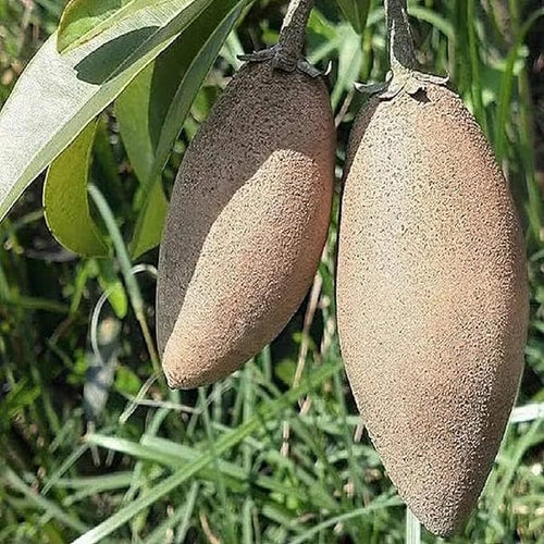 Banana Chiku Fruit Plant (Hybrid & Grafting) Pack Of-1