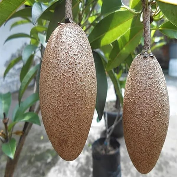 Banana Chiku Fruit Plant (Hybrid & Grafting) Pack Of-1