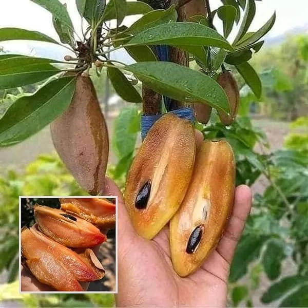Banana Chiku Fruit Plant (Hybrid & Grafting) Pack Of-1