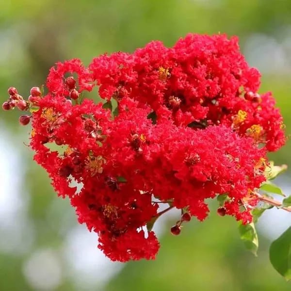 Hybrid Furush Red Flower Plant (Pack Of-1)