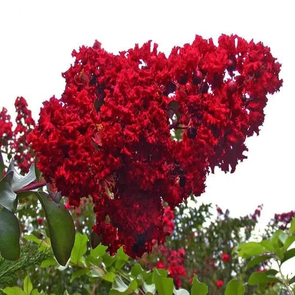Hybrid Furush Red Flower Plant (Pack Of-1)