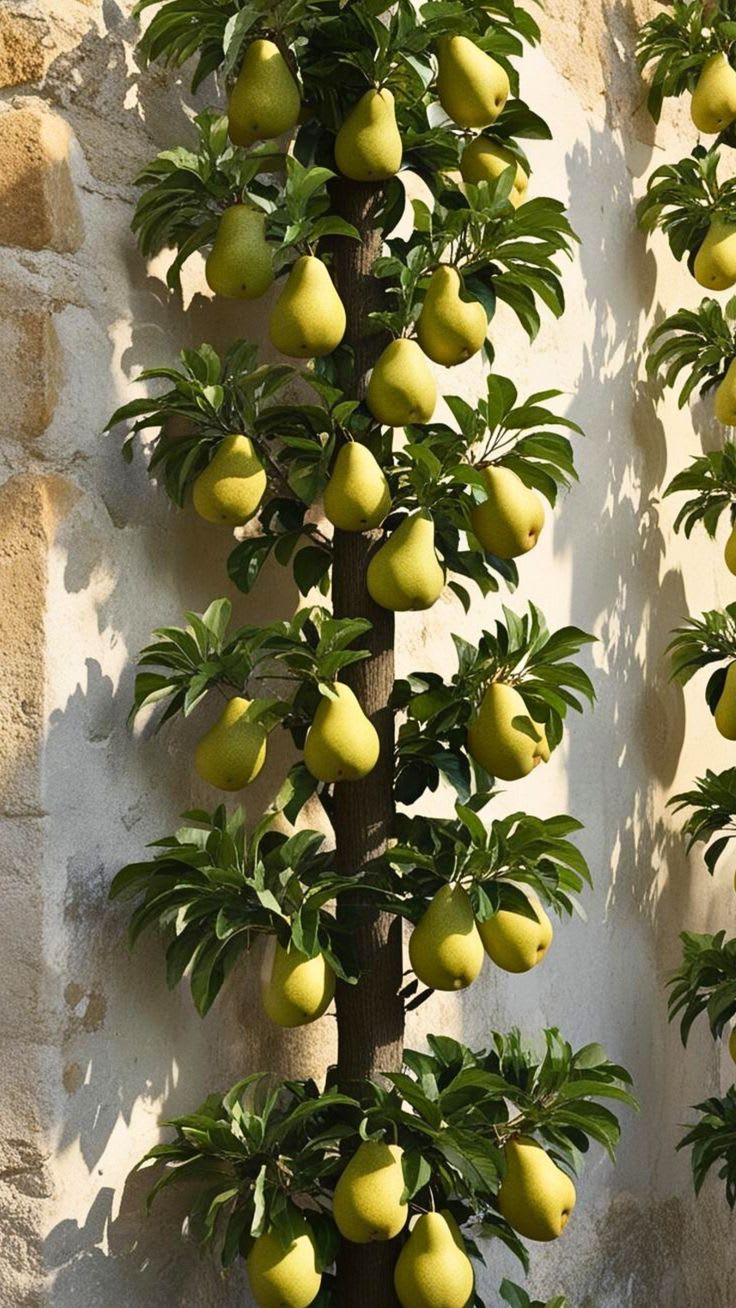 D’Anjou Pear Naspati Plant  (Pack Of 1)