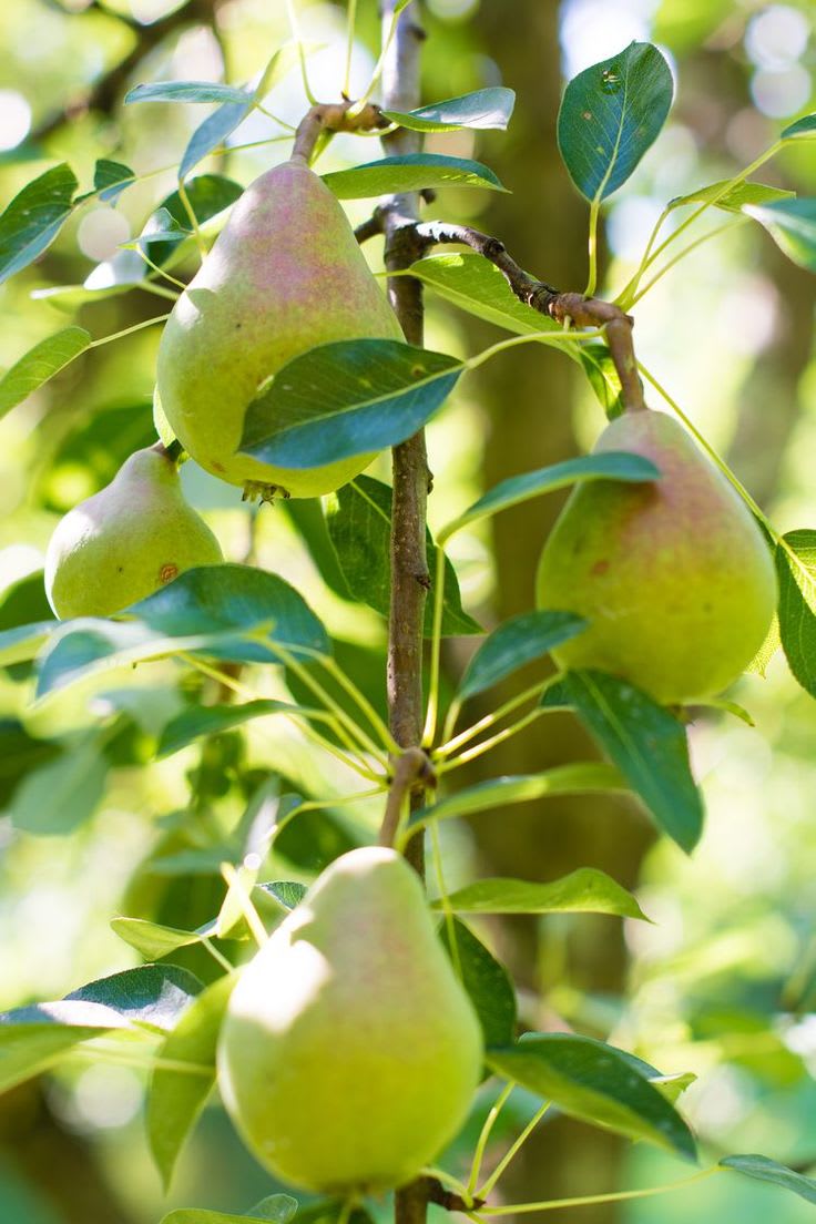 D’Anjou Pear Naspati Plant  (Pack Of 1)