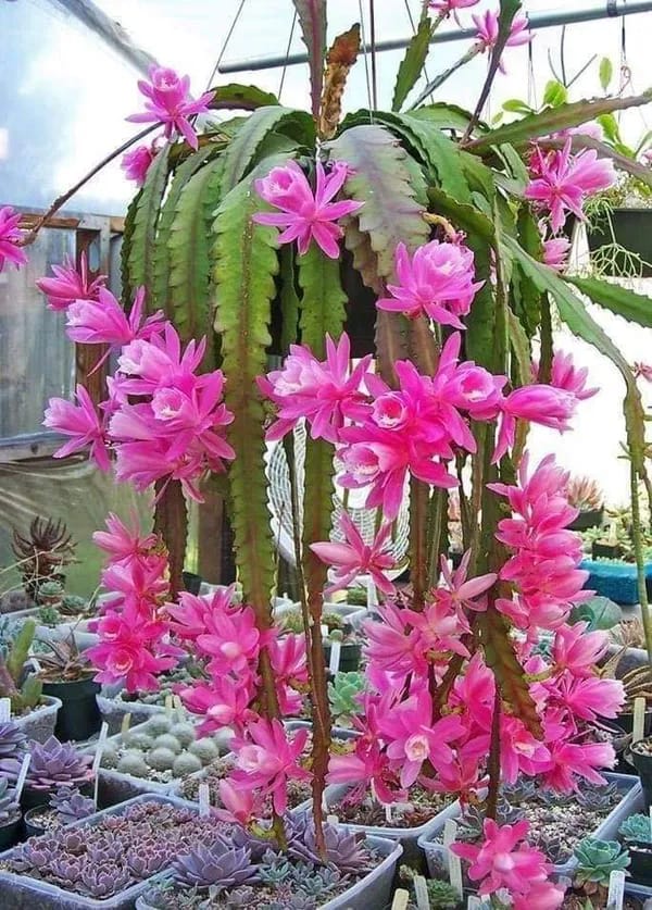 Pink Brahma Kamal Flower Plant (Pack Of-1)